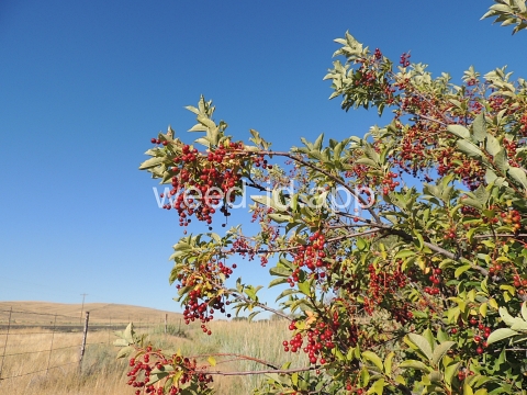 chokecherry, common